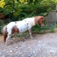 Pony asina
