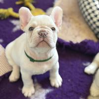 Maschietto platinum bulldog francese