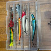 Esche da pesca mare e lucci