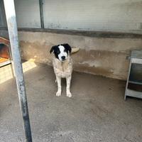 Oreo cucciolo taglia medio grande