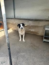 Oreo cucciolo taglia medio grande