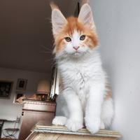 Cuccioli di maine coon