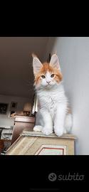 Cuccioli di maine coon