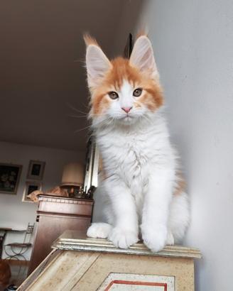 Cuccioli di maine coon