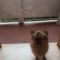 Chihuahua a pelo lungo