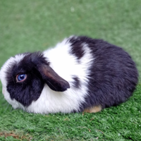 Ariete nano Mini lop