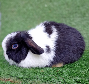 Ariete nano Mini lop