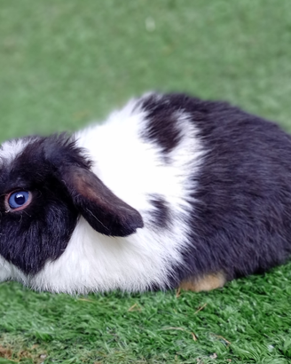Ariete nano Mini lop