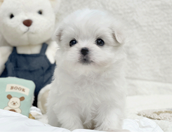 Cucciolo di maltese con pedigree