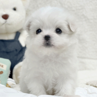 Cucciolo di maltese con pedigree