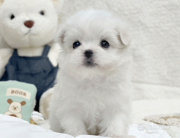 Cucciolo di maltese con pedigree
