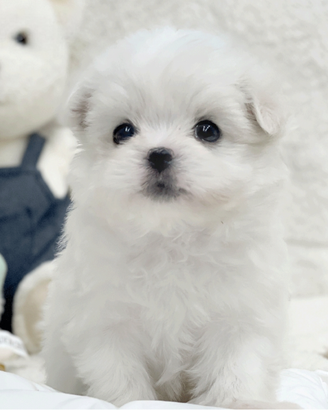 Cucciolo di maltese con pedigree