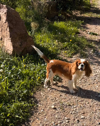Cucciolo cavalier King