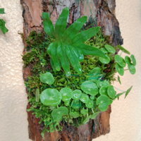 Flora,muschi su corteccia e piante epifete