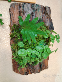 Flora,muschi su corteccia e piante epifete