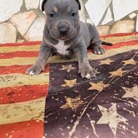 Pitbull tricolor