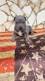 Pitbull tricolor