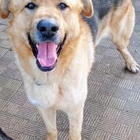 Incrocio pastore tedesco