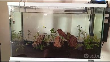 Acquario con mobile Tetra 60 l., completo di tutto