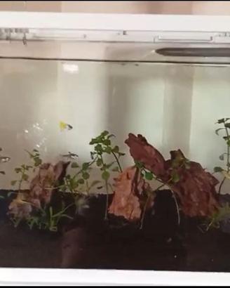 Acquario con mobile Tetra 60 l., completo di tutto