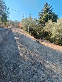 Vendita villetta indipendente Piana degli Albanesi
