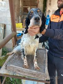Cane setter inglese femmina 4 anni