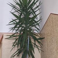 pianta appartamento yucca tronco unico