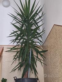 pianta appartamento yucca tronco unico