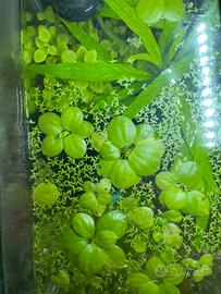 Piante galleggianti per acquario