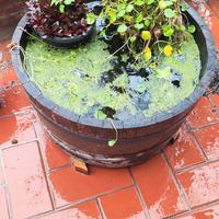 pond mastello laghetto 