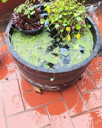 pond mastello laghetto 