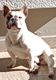 Bulldog Francese disponibile per monte Ped. Enci