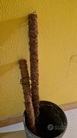 Bastoni in fibra di cocco piante Monstera