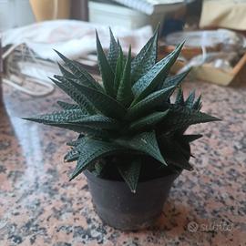 pianta grassa
