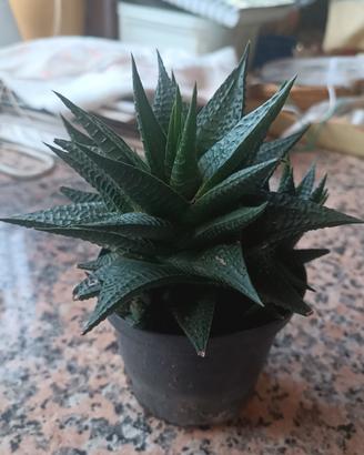 pianta grassa