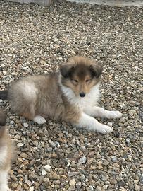 Pastore scozzese a pelo lungo con pedigree