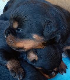 rottweiler cuccioli 