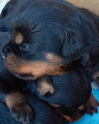 rottweiler cuccioli 