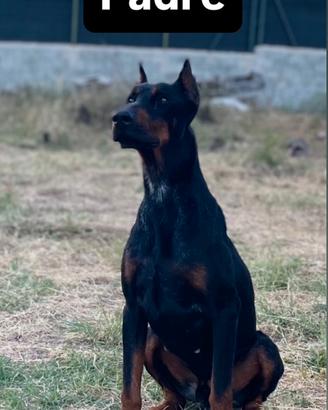 Cuccioli di dobermann