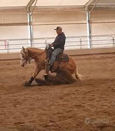 Cavallo