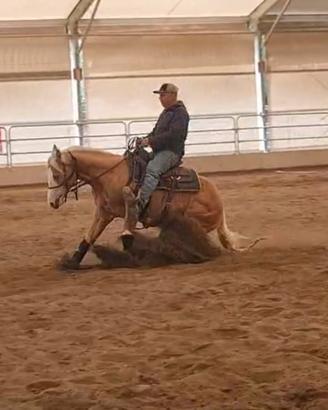 Cavallo