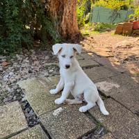 Incrocio Maremmano/Husky