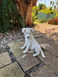 Incrocio Maremmano/Husky