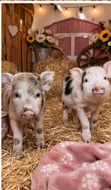 Minipig juliana maschio