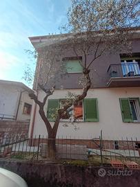 piante di ulivo