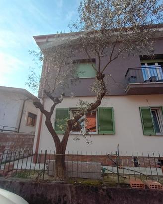piante di ulivo