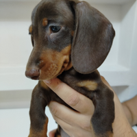 Cuccioli di bassotto cioccolato
