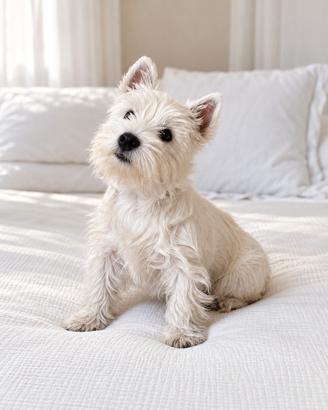 Cuccioli West Highland White Terrier.