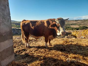Toro pezzato rosso