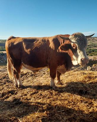 Toro pezzato rosso